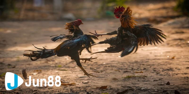 cá cược đá gà trực tuyến Một số các loại kèo cá cược đá gà trực tuyến thường gặp