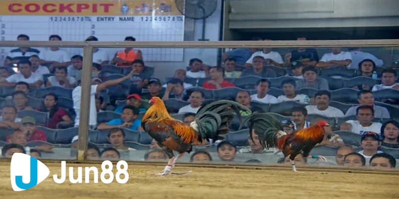 đá gà trực tuyến là gì Tổng quát về khái niệm đá gà trực tuyến