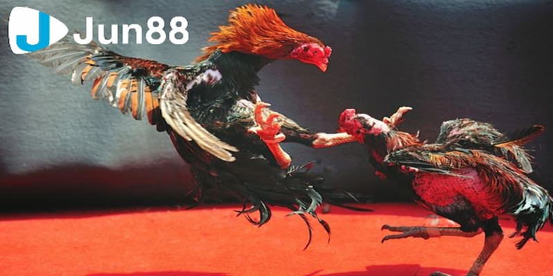 đá gà trực tuyến là gì