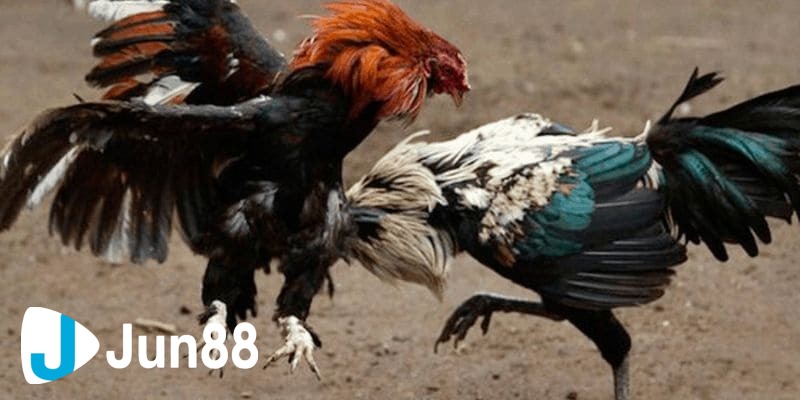 đá gà trực tuyến là gì Quá trình để anh em tham gia đá gà trực tuyến là gì