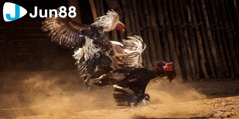 kèo đá gà trực tiếp Tổng hợp các loại kèo đá gà trực tiếp phổ biến