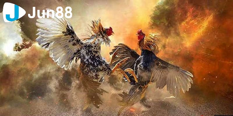 kèo đá gà trực tiếp Một số các chiến lược đặt cược kèo đá gà trực tiếp