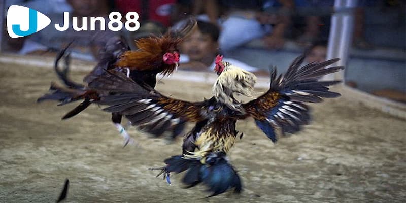 khái niệm meron và wala