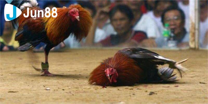 Bí Quyết Chọn Chiến Kê Đỉnh Cao Trong Đá Gà Cựa Dao 2 Da ga cua dao 1
