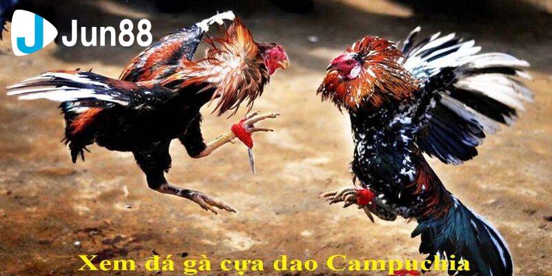 Bí Quyết Chọn Chiến Kê Đỉnh Cao Trong Đá Gà Cựa Dao 3 Da ga cua dao 2