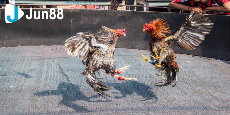 Bí Quyết Chọn Chiến Kê Đỉnh Cao Trong Đá Gà Cựa Dao 4 Da ga cua dao 3
