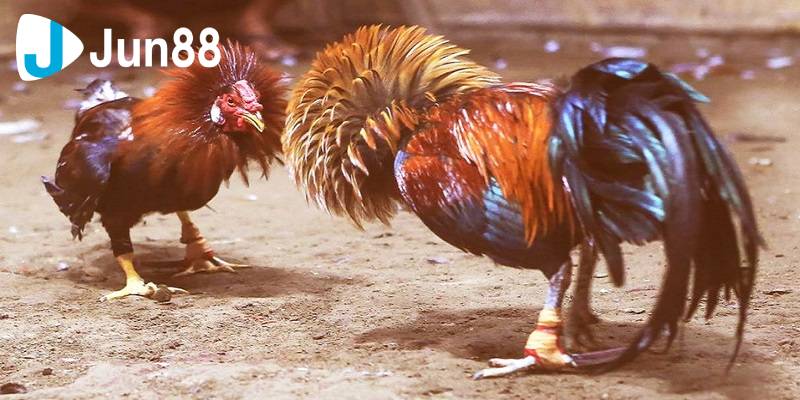 Bí Quyết Thành Công Trong Đá Gà Cựa Sắt Giúp Thắng Lớn 3 da ga cua sat 2