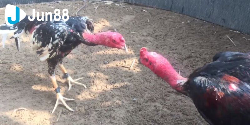 Đá Gà Đòn Cập Nhật Các Thông Tin Chuẩn, Mới Nhất Cho Sư Kê 4 da ga don 1