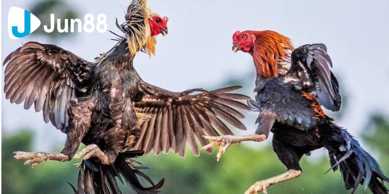 Đá Gà Đòn Cập Nhật Các Thông Tin Chuẩn, Mới Nhất Cho Sư Kê 2 Đá gà đòn