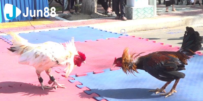 Đá Gà Đòn Cập Nhật Các Thông Tin Chuẩn, Mới Nhất Cho Sư Kê 3 da ga don 3