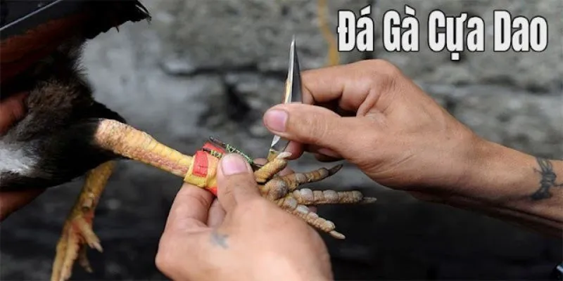 Đá Gà Cựa Dao: Trải Nghiệm Những Màn Chiến Đỉnh Cao Nhất 2 Giải mã sự thu hút lượt truy cập xem đông đảo