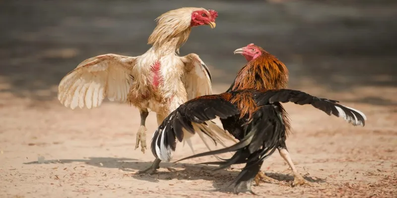 Đá Gà Cựa Dao: Trải Nghiệm Những Màn Chiến Đỉnh Cao Nhất 3 Lợi ích khi chọn Go88 để cược đá gà cựa dao