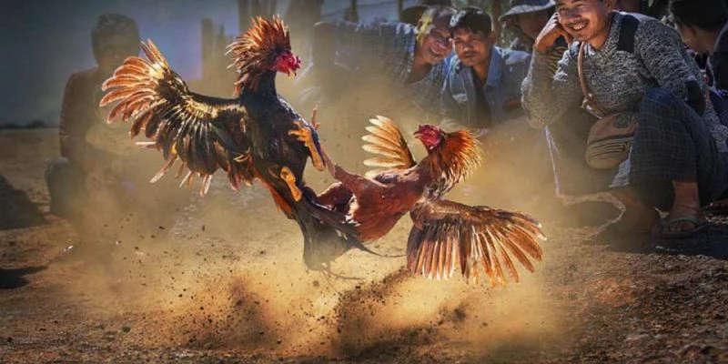 Kỹ thuật nuôi dưỡng đá gà miền Tây chuyên nghiệp