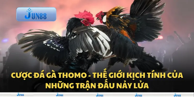 Cược đá gà Thomo - Thế giới kịch tính của những trận đấu nảy lửa